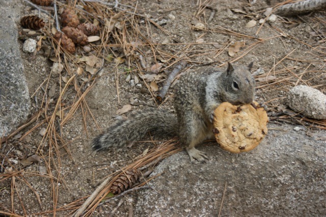 The EVIL Squirrel that STOLE my Cookie!